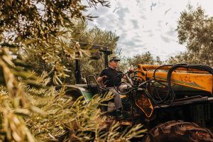 How are olives harvested to obtain olive oil?